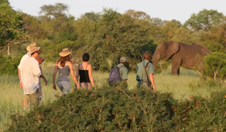 Common Luxury Safari Mistakes: A Definitive 2026 Planning Guide