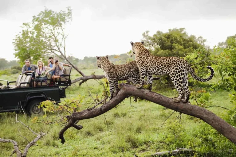How to Avoid Safari Wildlife Risks: A Definitive Safety Guide