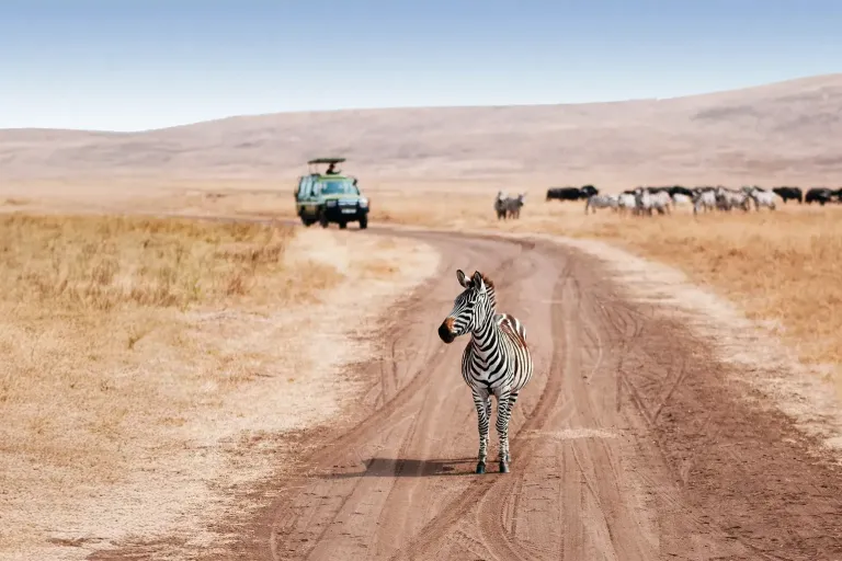 How to Reduce Safari Booking Fees: 2026 Efficiency Guide